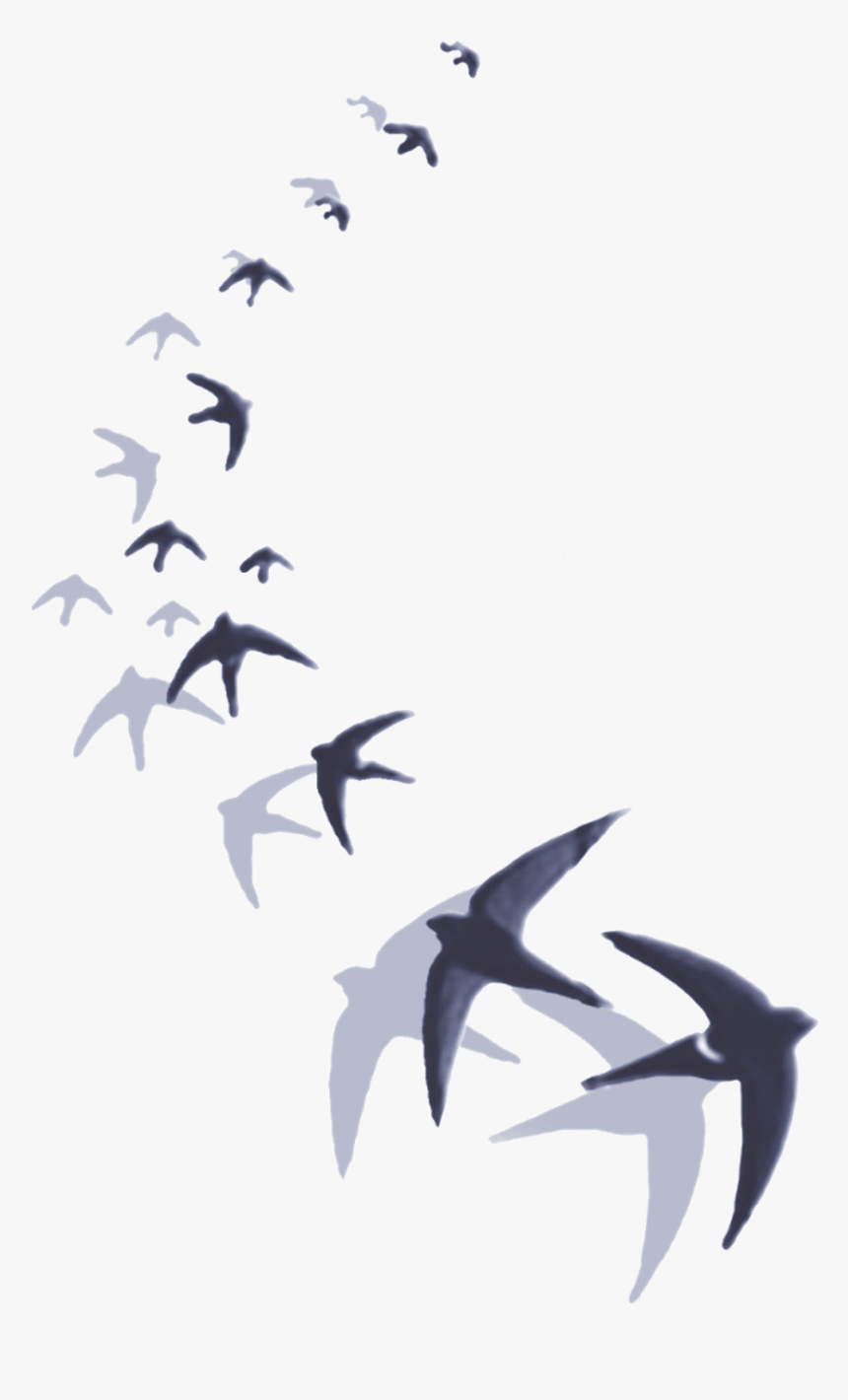 Golondrinas Animadas Png, Transparent Png