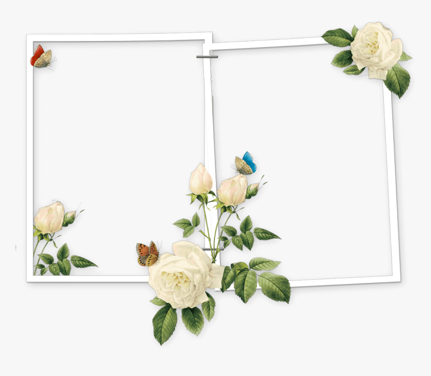 Raphael Of Flowers Pierre Joseph Redoute, HD Png Download