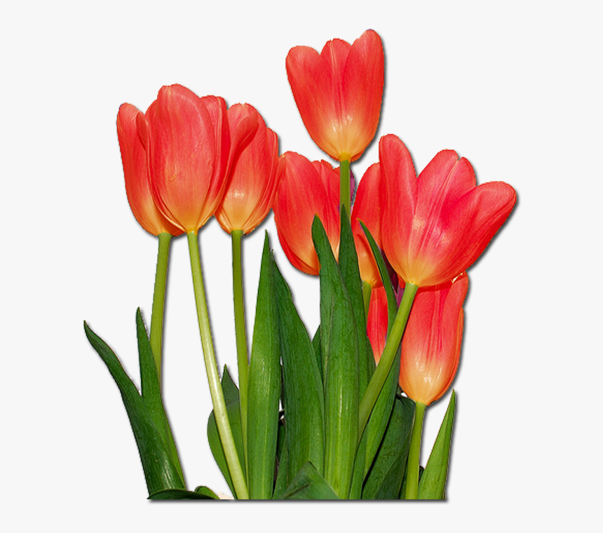 Tulips Flowers, HD Png Download