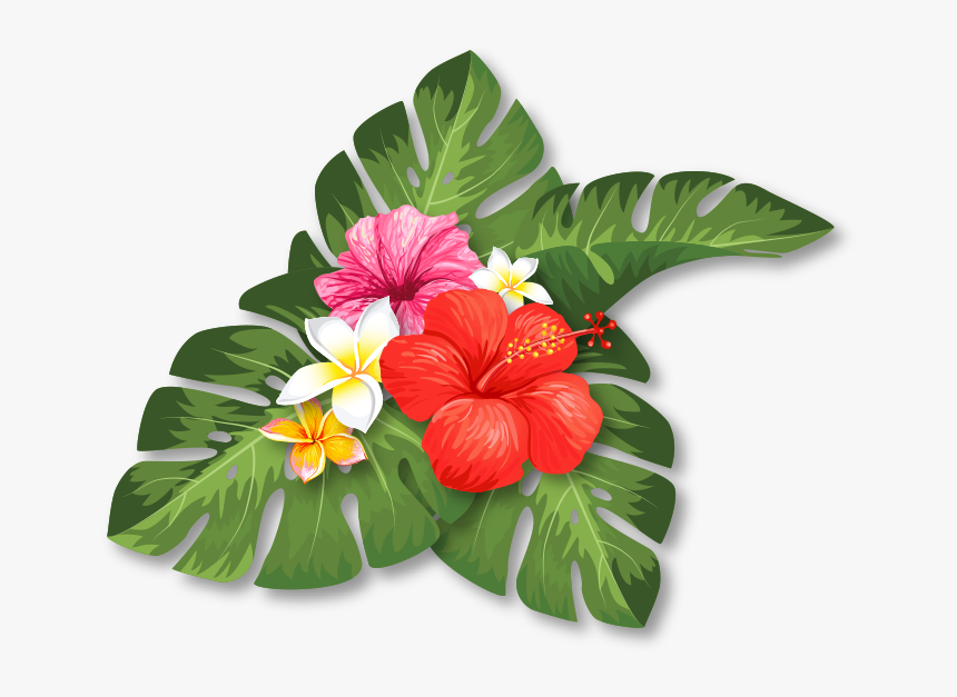Anthurium, HD Png Download