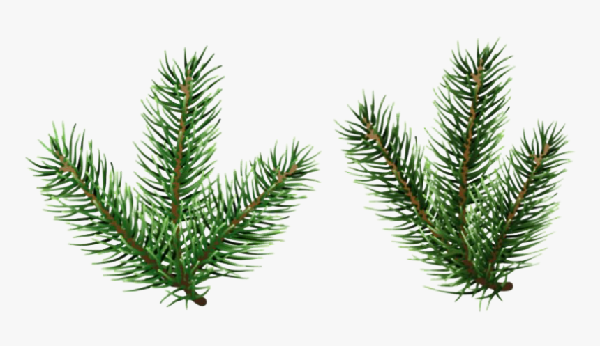 Pine Branch Png Image - Pine Tree Branch Png, Transparent Png
