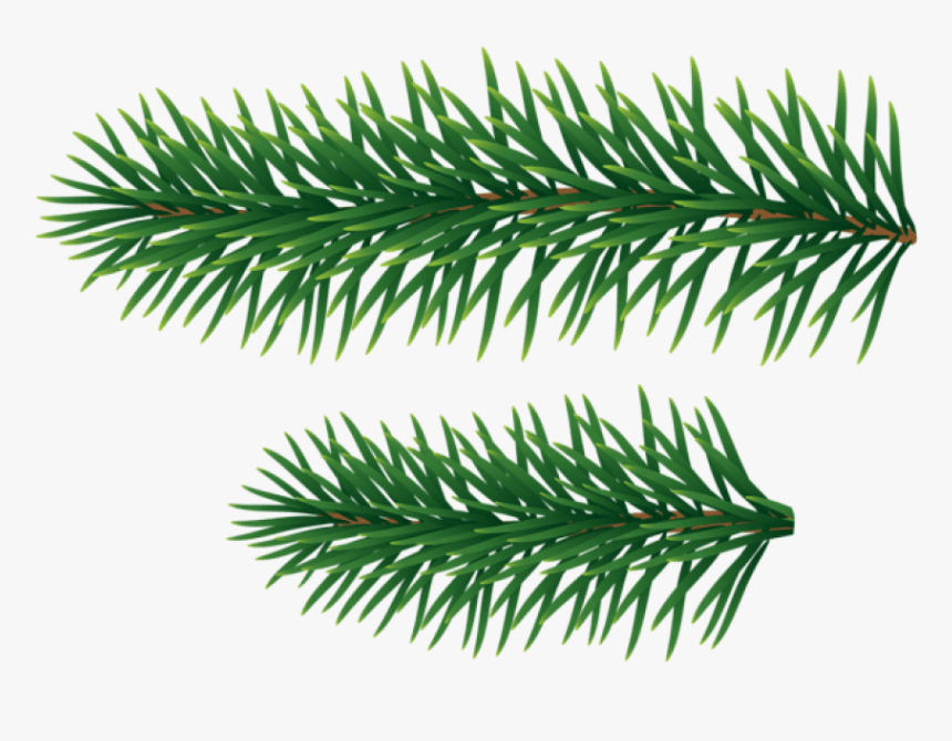 Pine Branches Png - Pine Tree Branches Png, Transparent Png