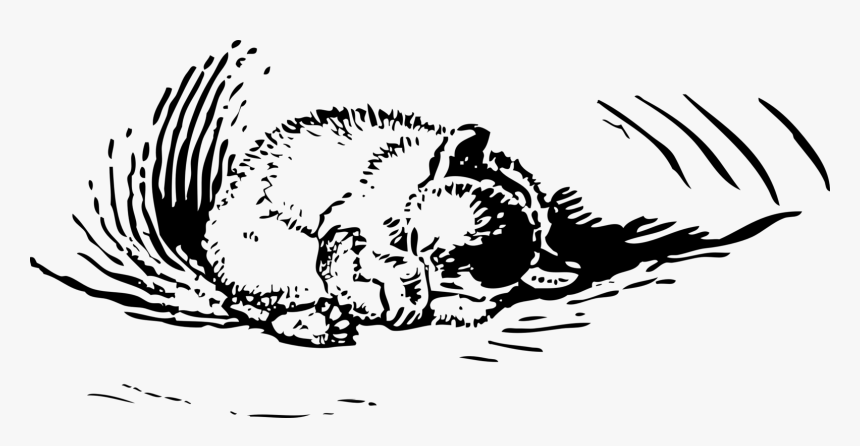 Art,monochrome Photography,carnivoran - Animal And Plant Adaptations Activities, HD Png Download