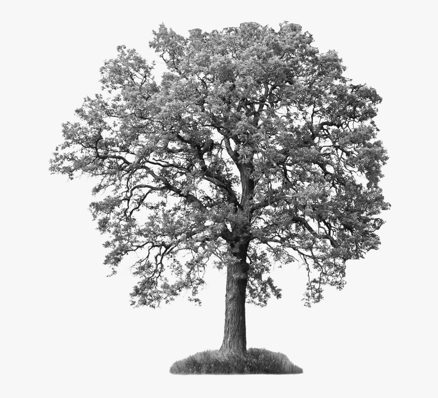 Save Our Ash Trees - Tree With White Background, HD Png Download