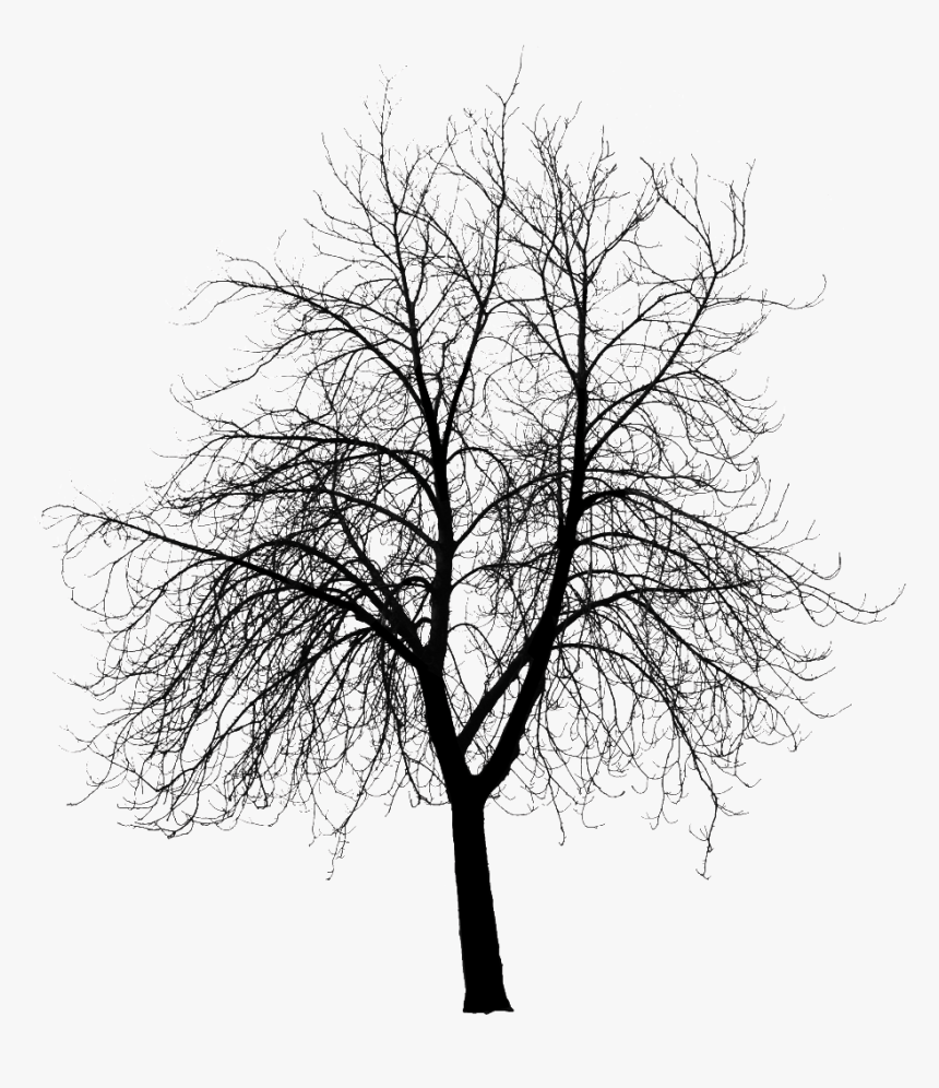 Snow Covered Trees Png, Transparent Png