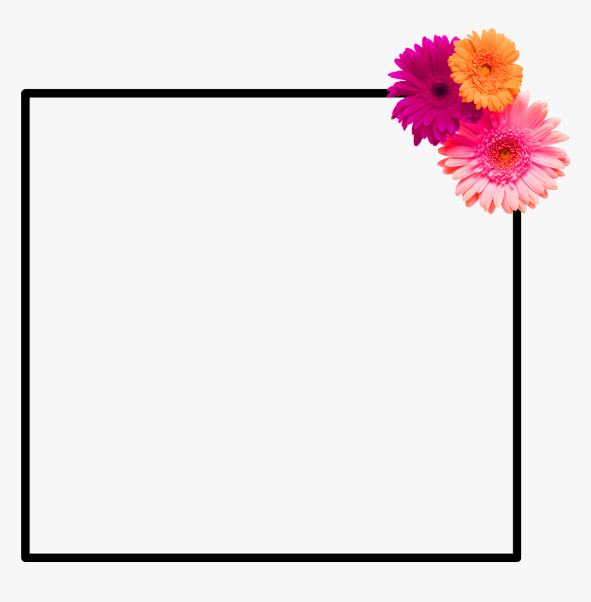 #frame #flower Frame #flower #spring Is Coming #hellospring - Gerbera, HD Png Download
