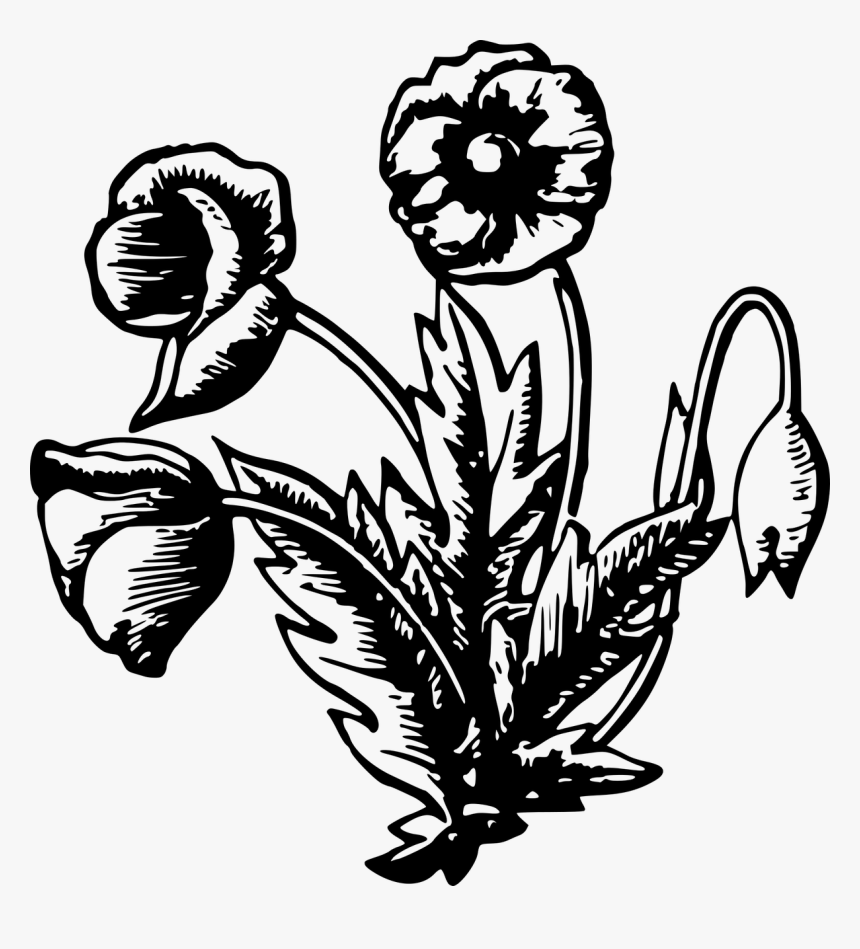 Plants, HD Png Download