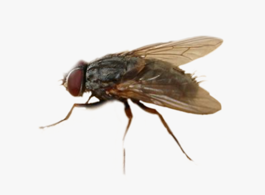 Mosca Freetoedit - House Fly, HD Png Download