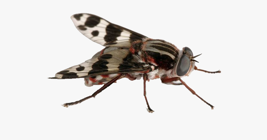 Fly Png Free Download - Flies In Australia, Transparent Png