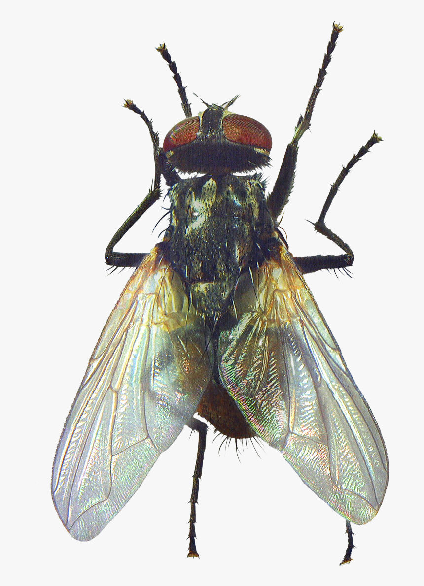 Fly Beetle Rendering Clipping Path - Mosca Png, Transparent Png