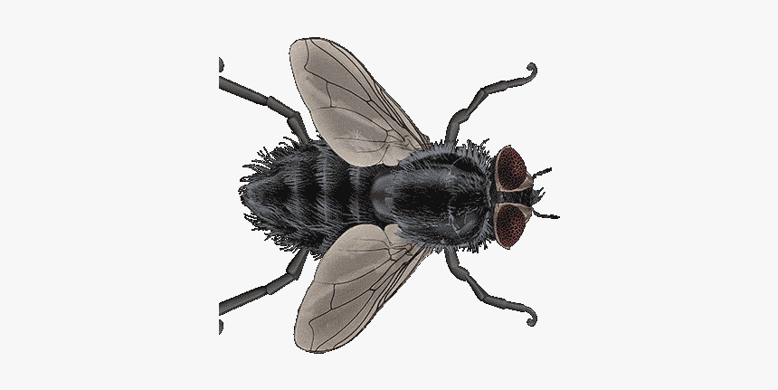 Fly Gif Insect, HD Png Download