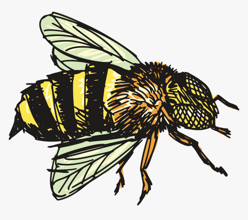 Insects Clipart House Flies, HD Png Download