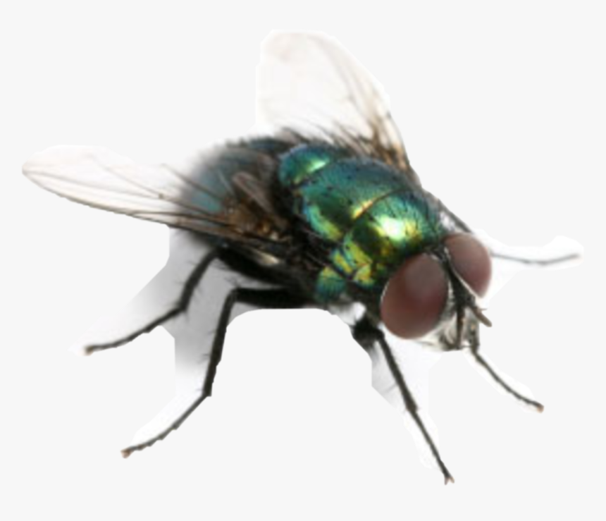 #flies #fliege #freetoedit, HD Png Download