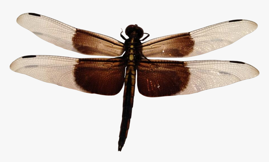 Dragonfly Transparent Insect - Dragonfly Insect Png, Png Download