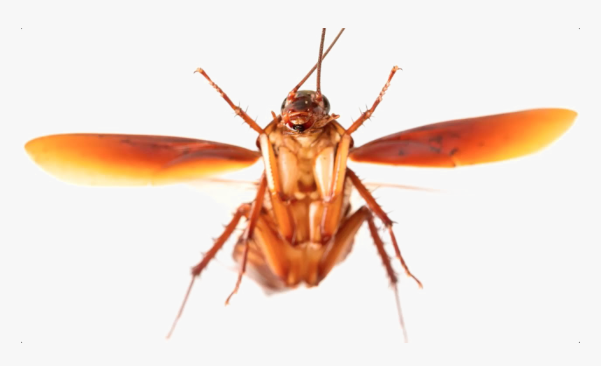 Transparent Cockroach Png - Flying Cockroach, Png Download