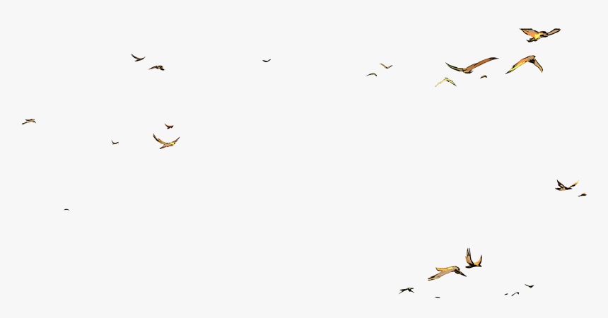 Flock, HD Png Download