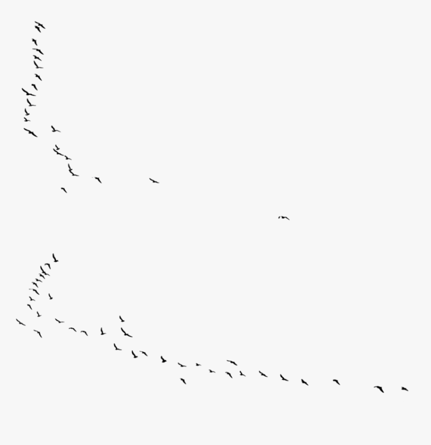 Flock, HD Png Download