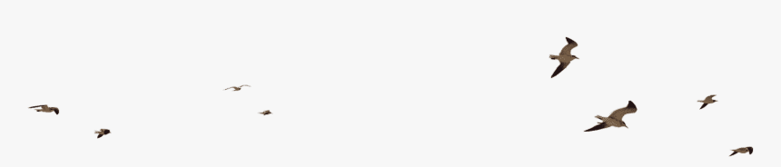 Flock, HD Png Download