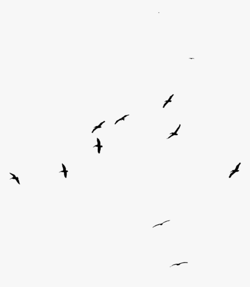 Bird Flock Png - Flock, Transparent Png