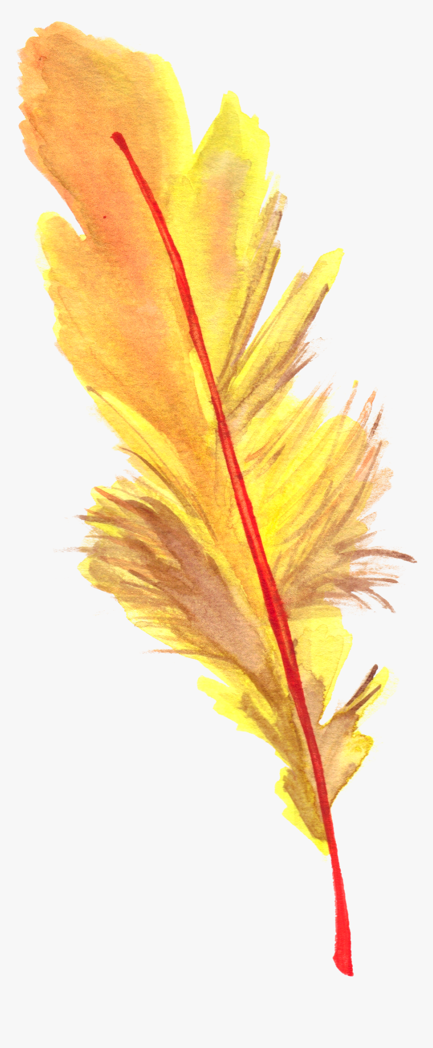 #feather #feathers #ftestickers - Larix Lyalliisubalpine Larch, HD Png Download