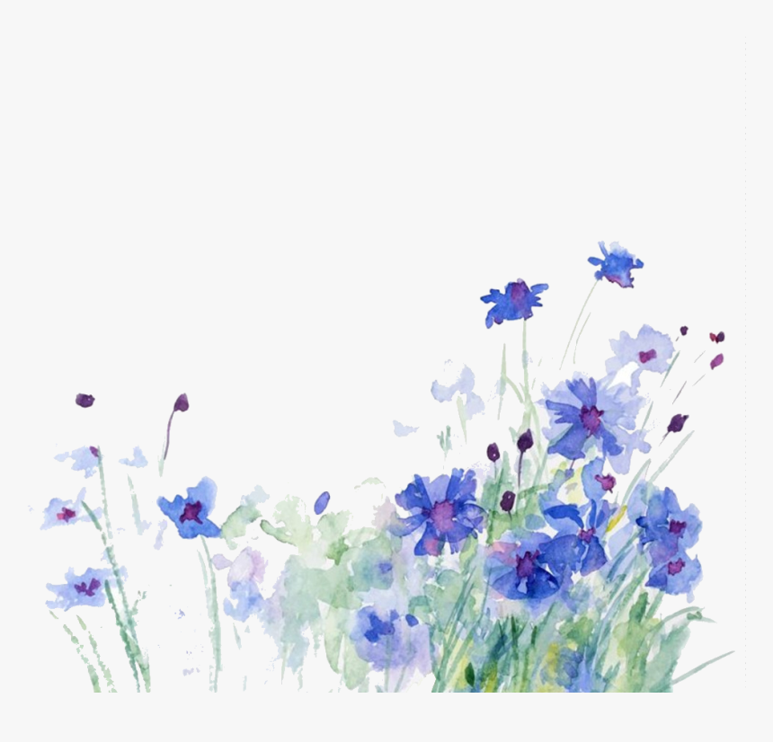 Cornflower Drawing Watercolor - Cornflower Png, Transparent Png