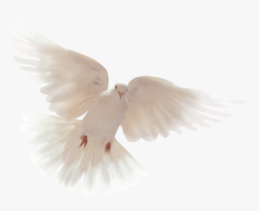 Dove Clipart Open Wing - We Want Peace Not War, HD Png Download
