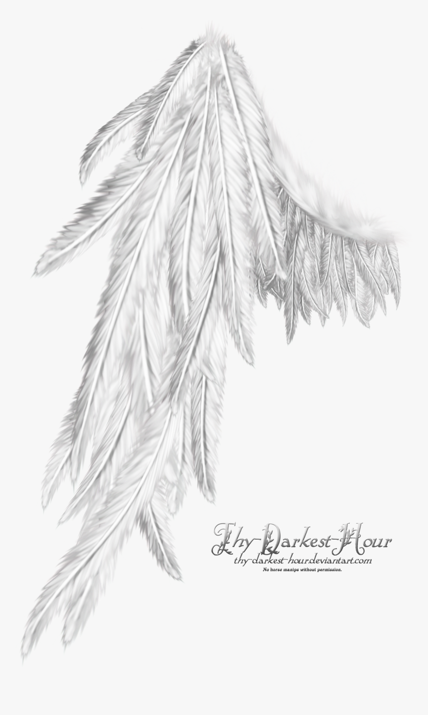 Wing White , Png Download - Wing White, Transparent Png
