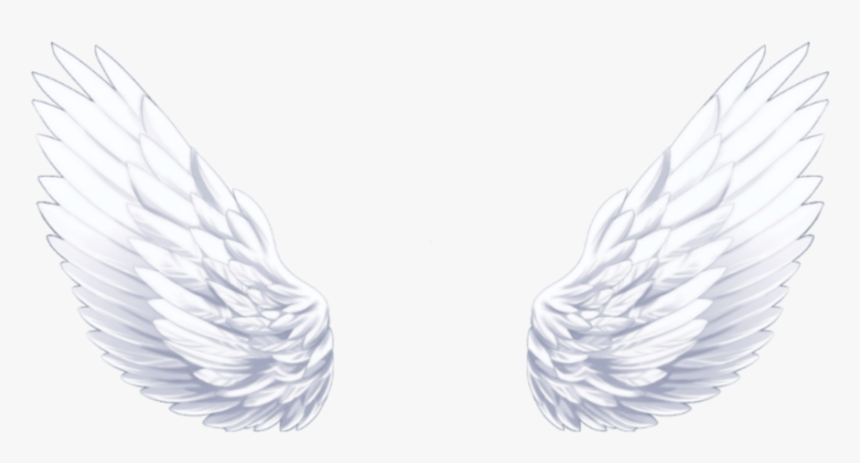#angel #angelwings - Close-up, HD Png Download