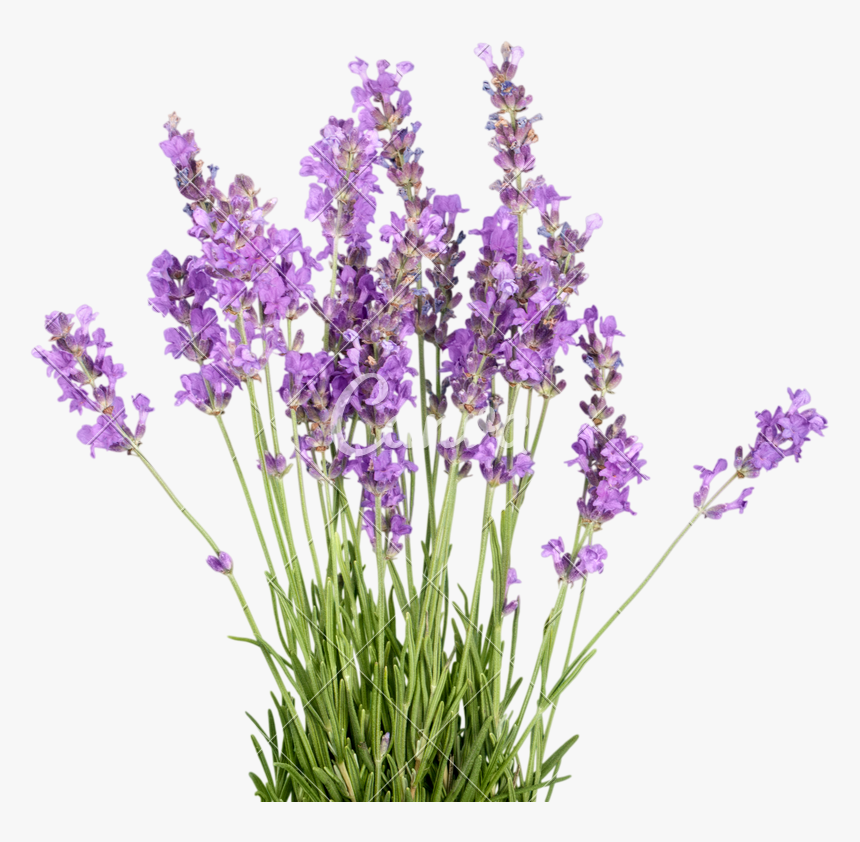 Clip Art Photos By Canva - Verveine Buenos Aires Detouré, HD Png Download