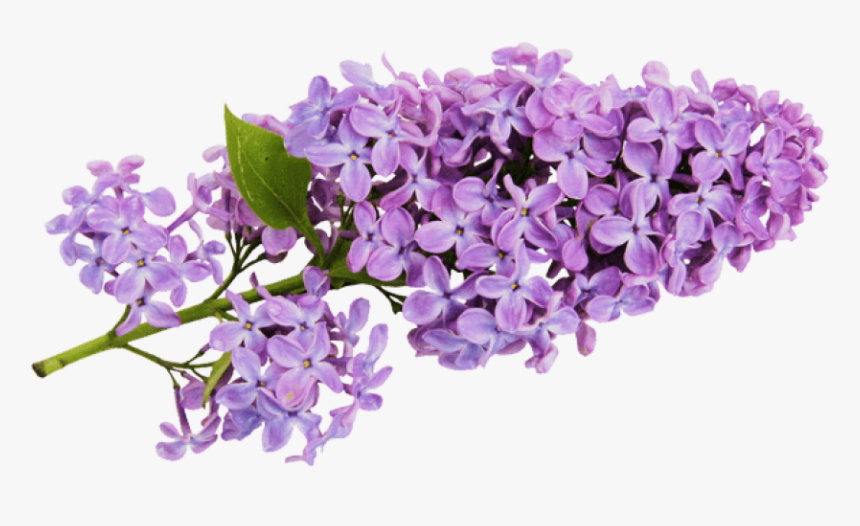 Transparent Lavender Background - Lilac Clipart, HD Png Download