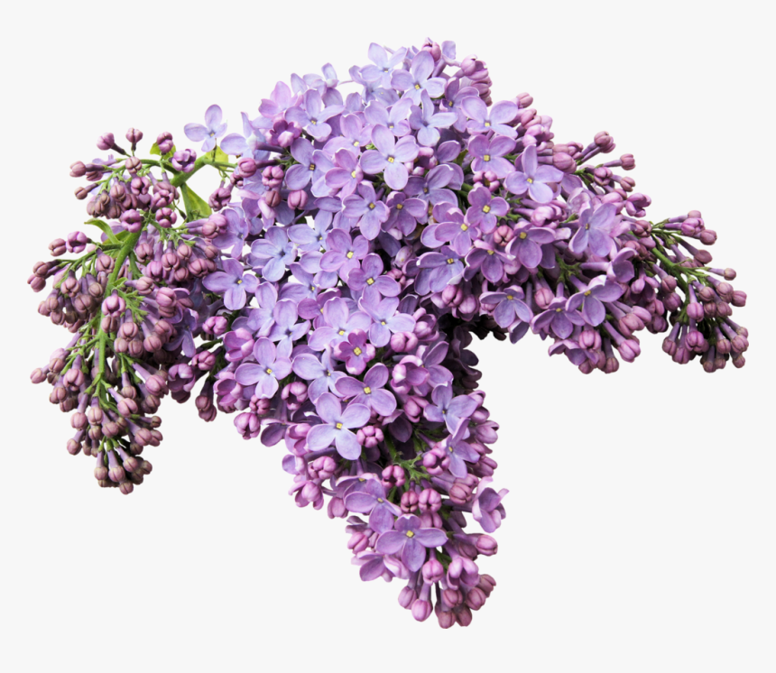 Lilac Png, Transparent Png
