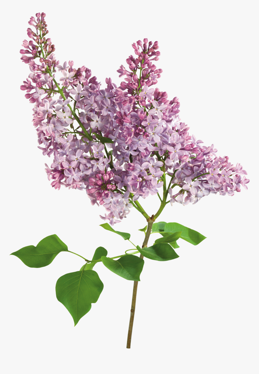 Lilac Png - Blog, Transparent Png