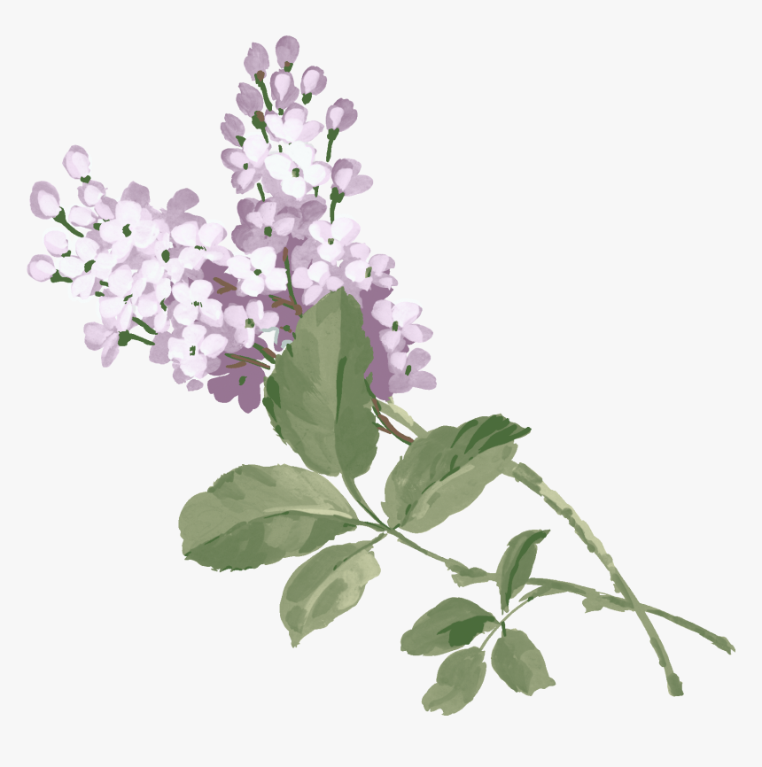 Lilac Png - 紫 丁香 手繪, Transparent Png