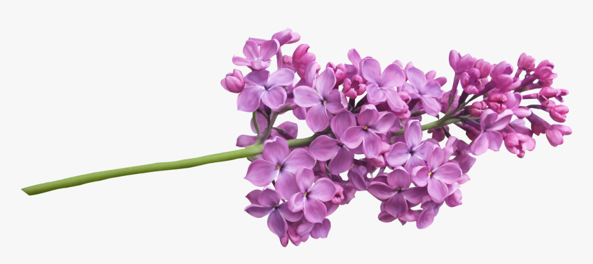 Lilac Png - Lilac Flower, Transparent Png