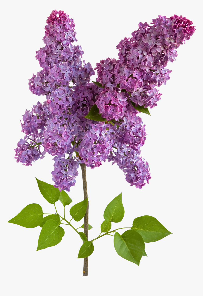 Lilac Png - Lilac Watercolor Wisteria Clipart, Transparent Png