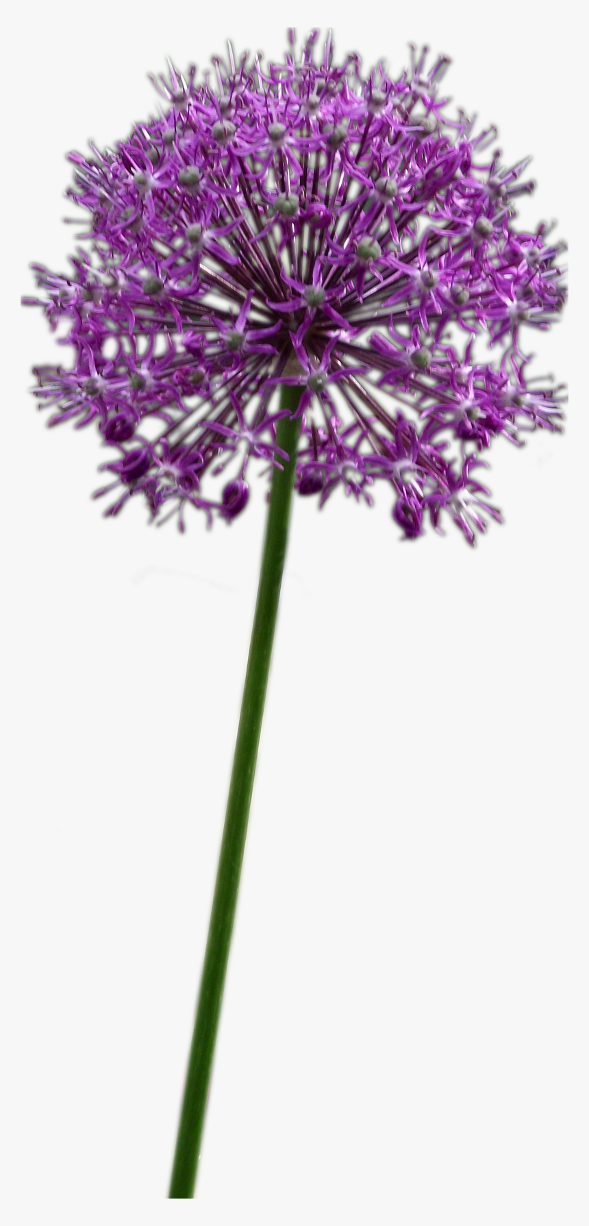 Allium Altissimum - Purple Allium Flower Png, Transparent Png