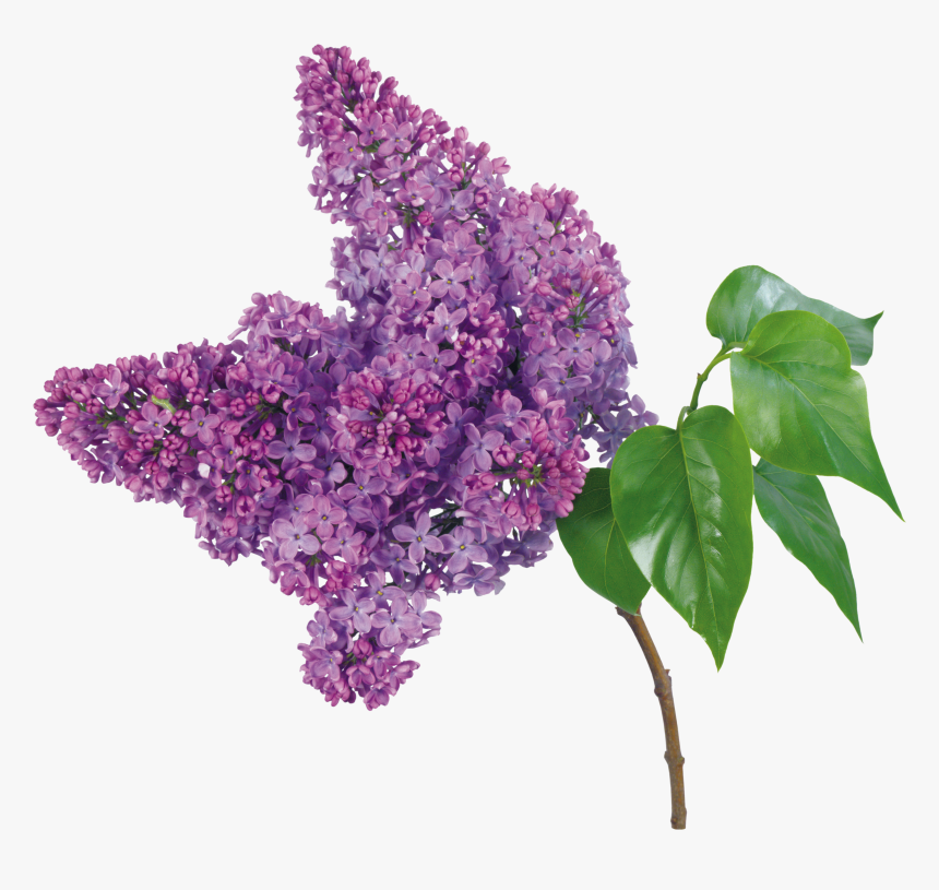 Lilac Png - Lilac Branch Png, Transparent Png