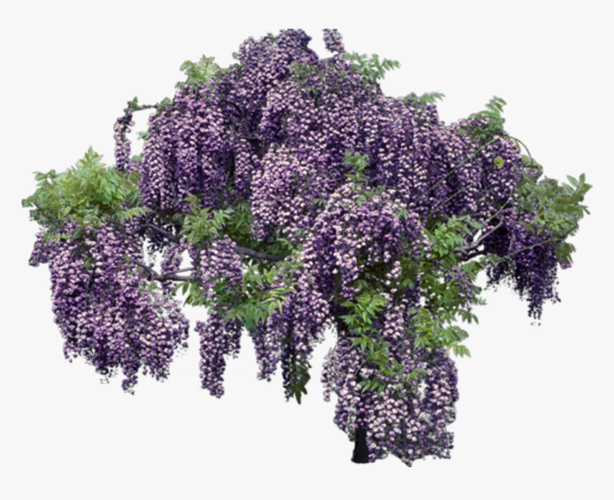 Lavender Transparent Background - Transparent Wisteria Png, Png Download