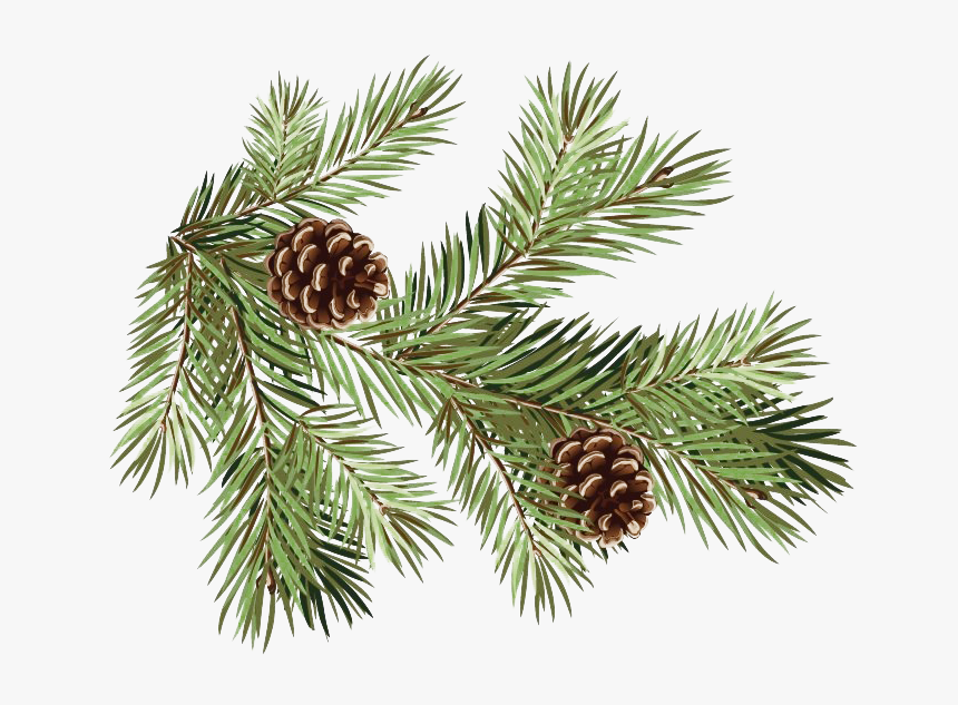 Pine Branch Transparent Background - Pine Branches With Pine Cones, HD Png Download