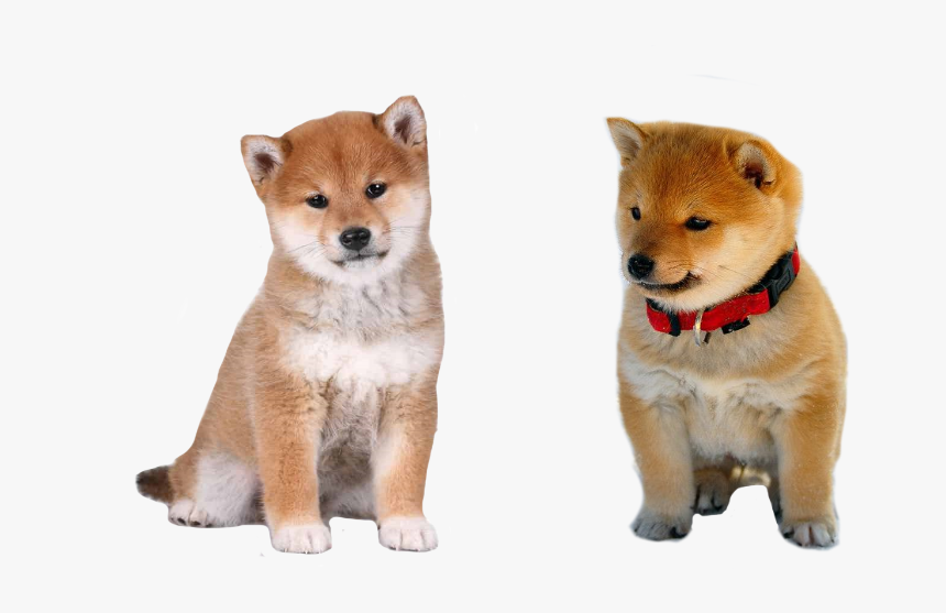 Shiba Inu Puppy Sitting, HD Png Download