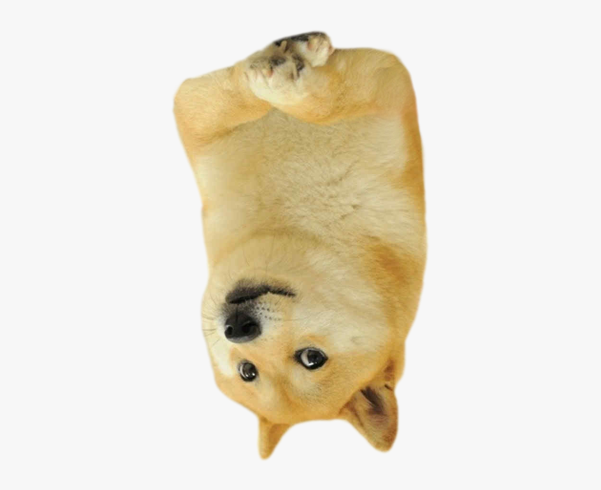 Shiba Inu, HD Png Download