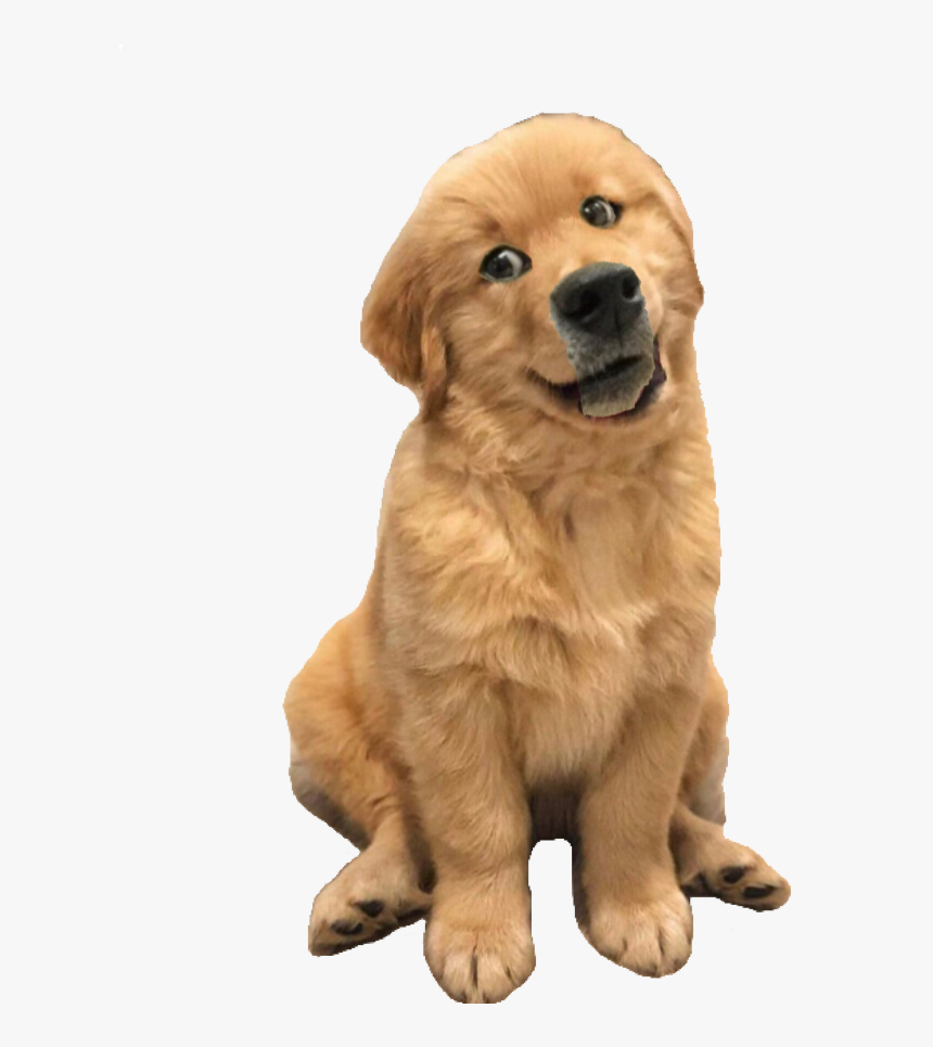 Cute Dogs Tilting Heads, HD Png Download