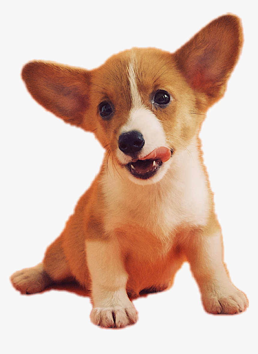 #galaxy #doggo #doge #dog #yoshipupperkins #freetouse - Famous Dogs With Pointy Ears, HD Png Download