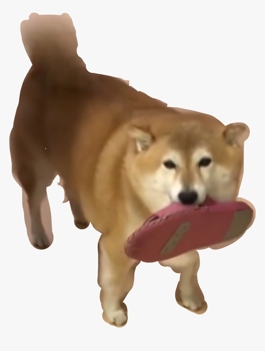 Shibe Transparent Dog - Hokkaido, HD Png Download