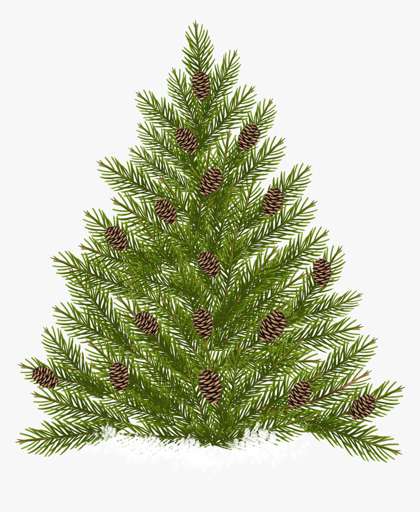 Pine Tree With Cones Transparent Png Clip Art, Png Download