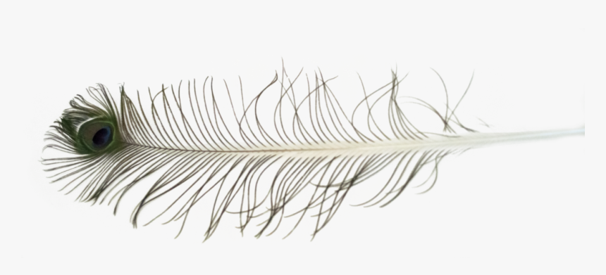 Feathers Png Free - Eyelash Extensions, Transparent Png