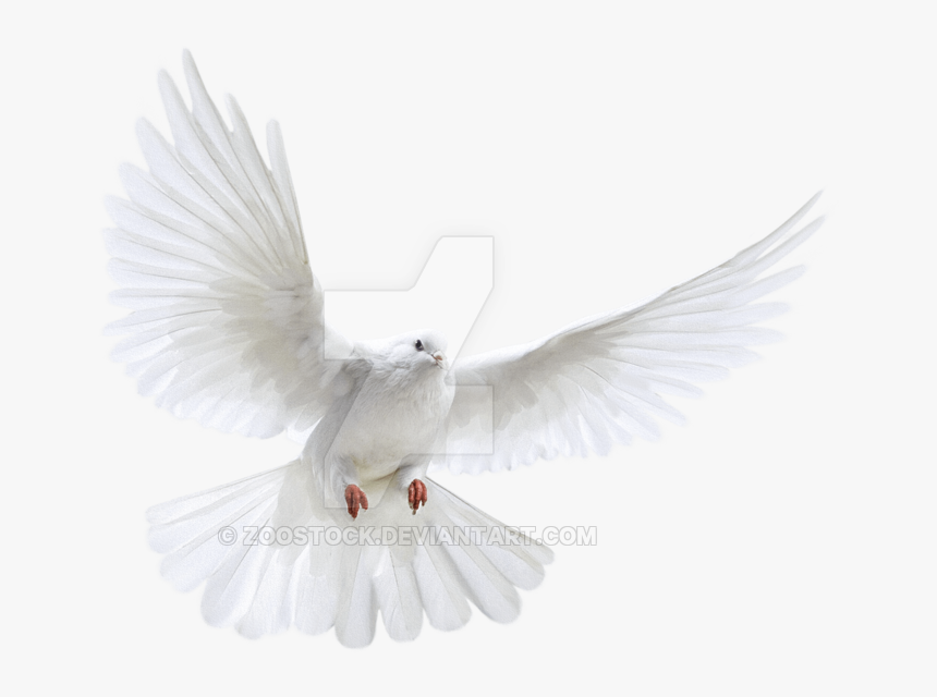 Pigeon Flying Png, Transparent Png