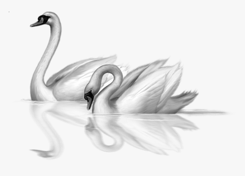 Swan Clipart Transparent Background - Swans Clipart Png, Png Download