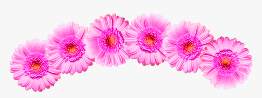#flower #crown #pink - Barberton Daisy, HD Png Download