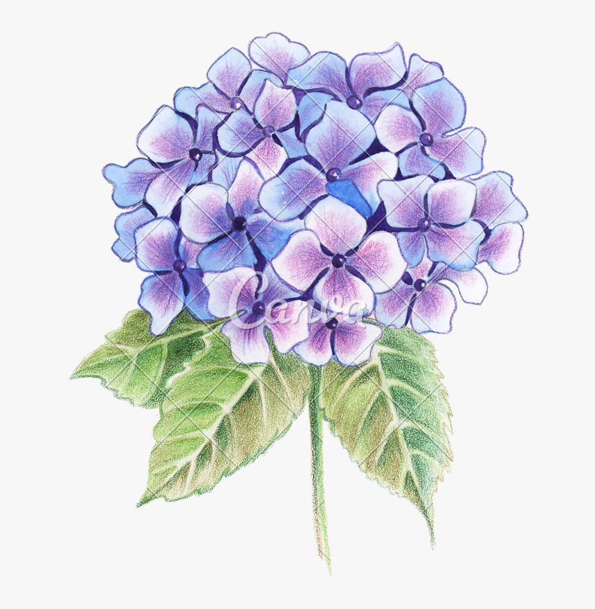 Hydrangea Transparent Watercolor - Drawing Flowers For Watercolor, HD Png Download